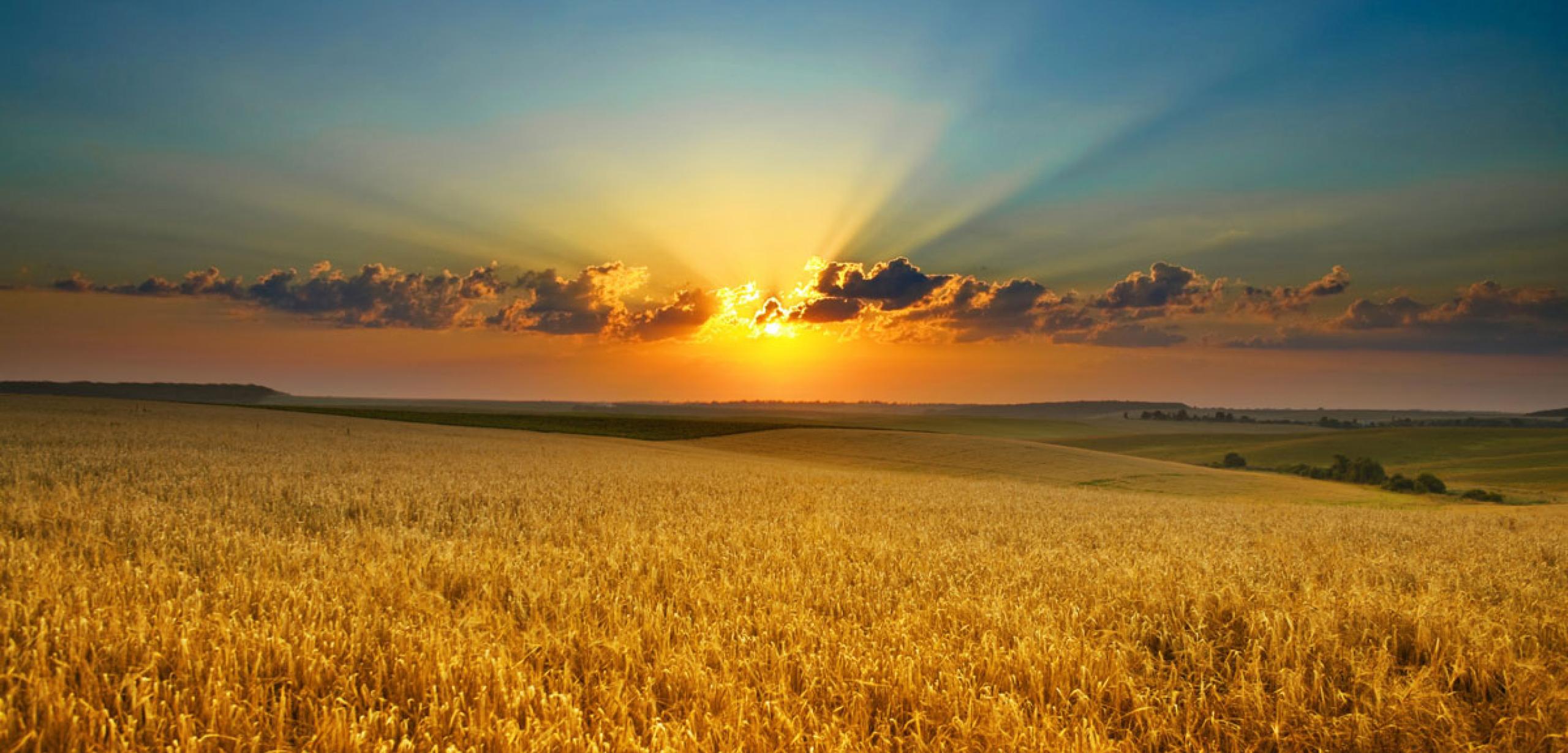 golden_summer